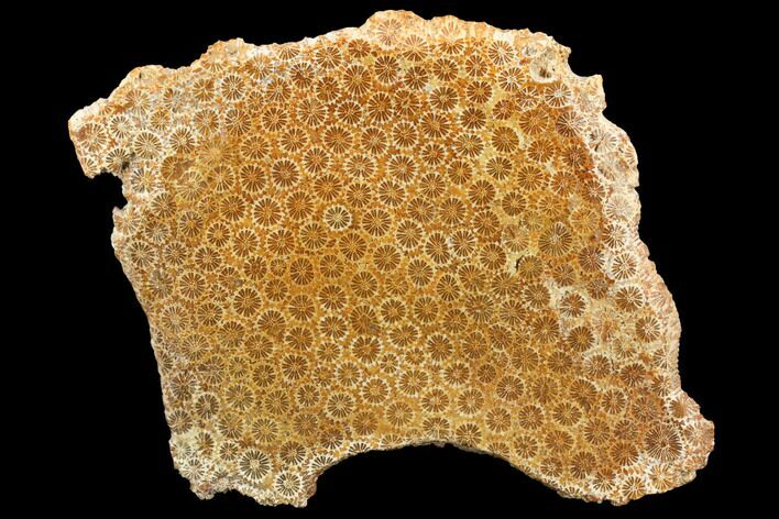 Polished, Fossil Coral Slab - Indonesia #121936